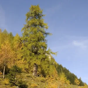 Tree, larch, larch, Wimmertal, Gerlos