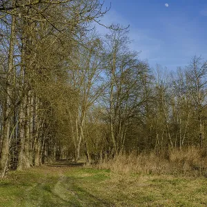 A tree-lined path beneath a blue sky with moon