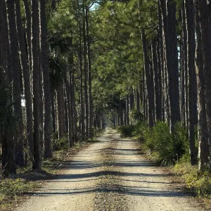 Tree-lined Wooded Road Print, Punta Gorda, Florida Tree-lined Wooded Road Print, Punta Gorda, Florida