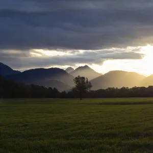 Tree in a meadow, morning light falling on a mountain peak at sunrise Tree in a meadow, morning light falling on a mountain peak at sunrise
