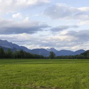 Tree in a meadow, mountain peak behind Tree in a meadow, mountain peak behind