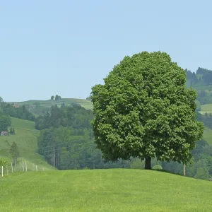 Appenzell Pasture Landscape Print