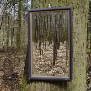 Tree with mirror in the forest