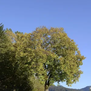 Tree near Bizau Tree near Bizau