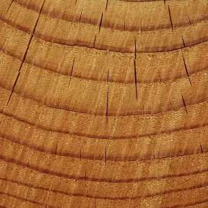Tree rings (annual rings), Lueerwald (Luer Forest)