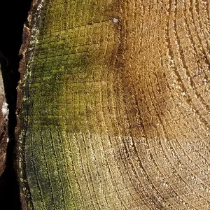 Tree rings (annual rings), texture