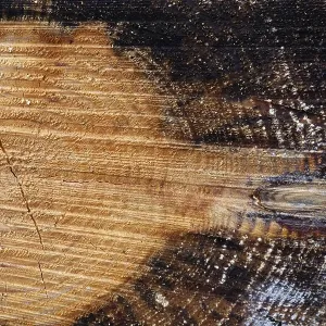 Tree rings and heartwood of a spruce tree (Picea)