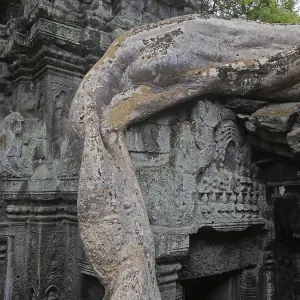 Tree roots grow over the ancient Ta Prohm temple