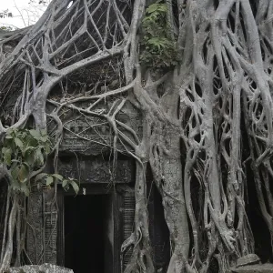 Tree roots grow over the ancient Ta Prohm temple