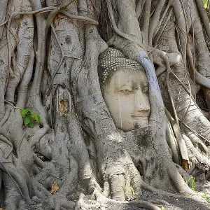 Tree roots growing around a sandstone buddha head in wat mahathat Tree roots growing around a sandstone buddha head in wat mahathat