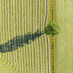 Tree with shade, mowed meadows