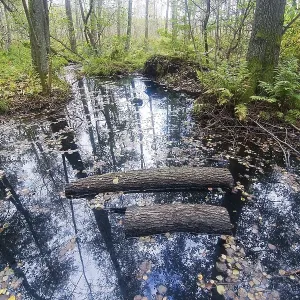 Tree and sky reflection in water in the forest