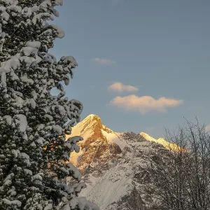 Tree and Snowcapped Mountain Peak in the Swiss Alps in a Winter Day in Grindelwald