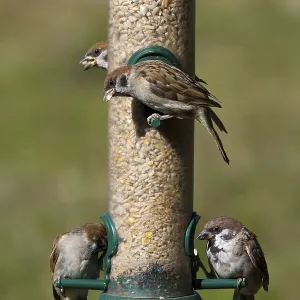 Tree Sparrow (Passer Montanus) Feeding at the feeder Tree Sparrow (Passer Montanus) Feeding at the feeder