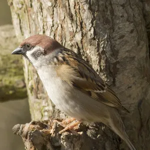 Tree Sparrow perched on a branch in the wild Tree Sparrow perched on a branch in the wild