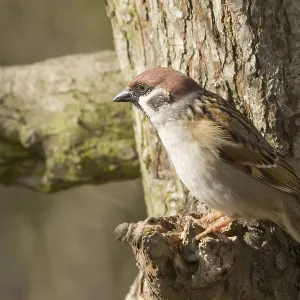 Tree Sparrow perched on a branch in the wild Tree Sparrow perched on a branch in the wild