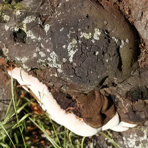 Tree sponge, fungus on a tree trunk