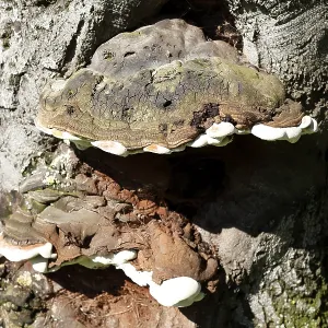 Tree sponge, fungus on a tree trunk
