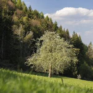 A tree stands in a green meadow