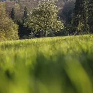 A tree stands on a green meadow surrounded by forests and hills under a blue sky