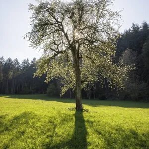A tree stands in the middle of a green meadow