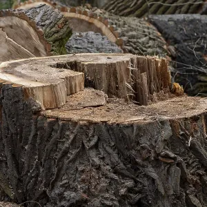 Tree stump in the forest with clearly visible annual rings and structured bark Tree stump in the forest with clearly visible annual rings and structured bark