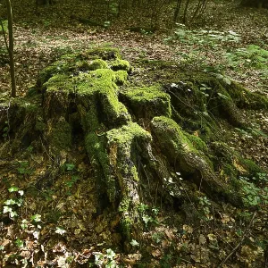 Tree stump, forest, Weserbergland Tree stump, forest, Weserbergland