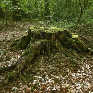 Tree stump, forest, Weserbergland Tree stump, forest, Weserbergland