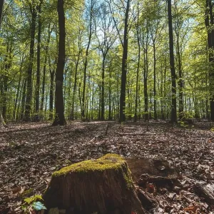 A tree stump overgrown with moss and leaves on the forest floor in a mixed forest with backlit sun