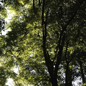 Tree at Summer in Brittany, France Print