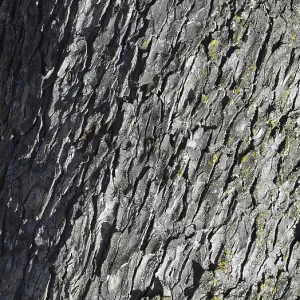Tree trunk, Close-up of a textured grey tree bark with rustic natural patterns and slight moss growth in France