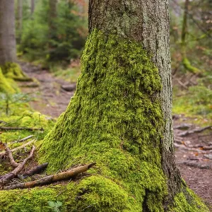 A tree trunk, densely covered with green moss in a forest