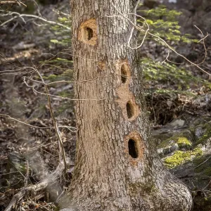 Tree trunk with several holes made by the Black Woodpecker Tree trunk with several holes made by the Black Woodpecker