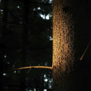 A tree trunk is illuminated by a warm ray of light in a dark forest that highlights the texture of the wood A tree trunk is illuminated by a warm ray of light in a dark forest that highlights the texture of the wood