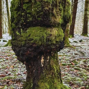 Tree trunk with lush moss and mushroom-like shape with face Tree trunk with lush moss and mushroom-like shape with face