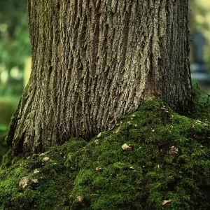 Tree Trunk with Mossy Roots Print Tree Trunk with Mossy Roots Print