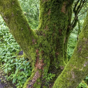 Tree trunk overgrown with moss in the forest at Schaumberg Tree trunk overgrown with moss in the forest at Schaumberg