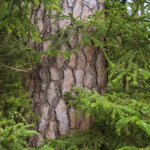 A tree trunk with scaly bark in a wooded area