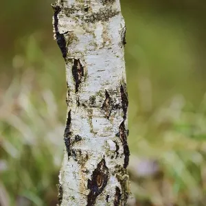 Tree trunk of the silver birch (Betula pendula) in the forest