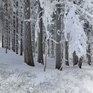 Even the tree trunks are all decorated with hoarfrost