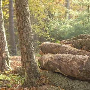 Several tree trunks in autumn forest under trees with sunlight Several tree trunks in autumn forest under trees with sunlight