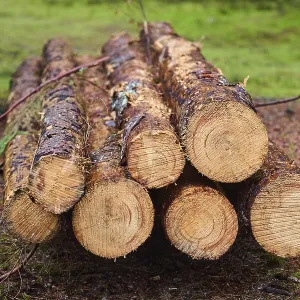 Tree trunks of cut down timber in the forest