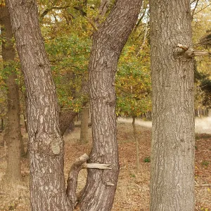 Tree trunks, edge of forest, TER BORG