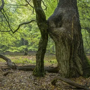 Tree trunks of old trees and dead wood