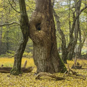 Tree trunks of old trees and deadwood Tree trunks of old trees and deadwood