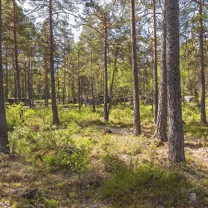 Tree trunks in a pine forest on a sunny summer day