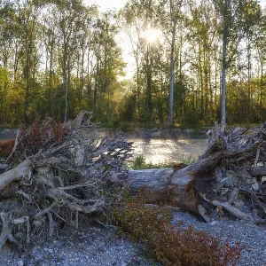 Tree trunks with roots lie on gravel bank at the Isar Tree trunks with roots lie on gravel bank at the Isar