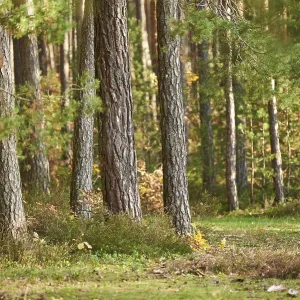 Tree trunks of the Scots pine (Pinus sylvestris) in the forest