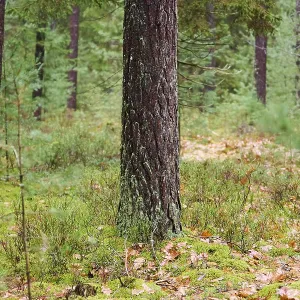 Tree trunks of the Scots pine (Pinus sylvestris) in the forest Tree trunks of the Scots pine (Pinus sylvestris) in the forest