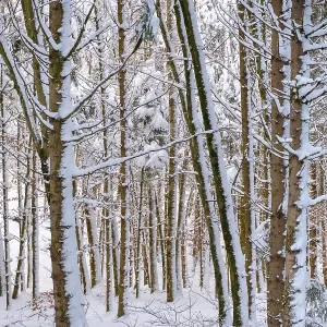 Tree trunks, snow-covered mixed forest Tree trunks, snow-covered mixed forest